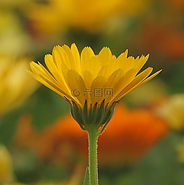 花,植物,粉紅色