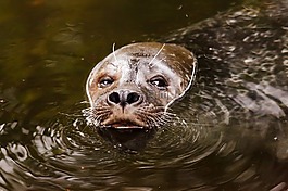 動物,水,棕色