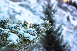冬季,雪,松