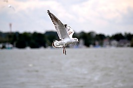 海鷗,鳥(niǎo),關(guān)閉