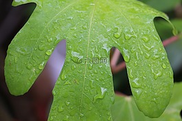 葉,綠色,綠葉