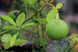 檸檬,葉,綠色