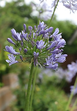 花,紫色,紫色花