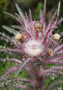 麋鹿薊,花,黃石公園