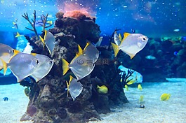 動(dòng)物,水族館,藍(lán)色