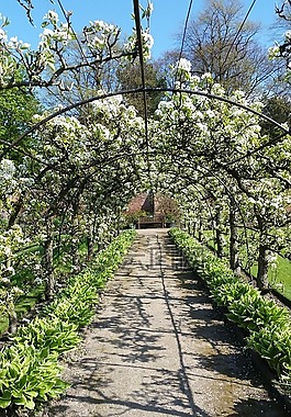 春,鮮花,blosssom