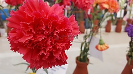 鮮花,太陽,美麗