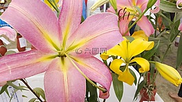 鮮花,太陽,美麗