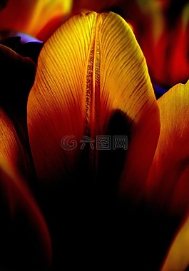 鮮花,郁金香,光
