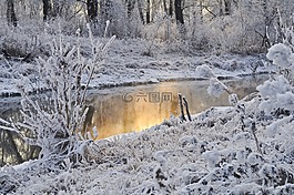 雪,樹,冬天