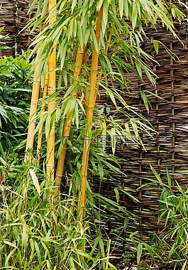 背景,竹,植物