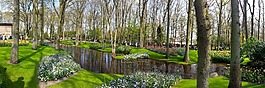 公園,鮮花,春