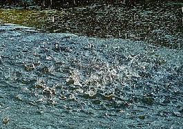 喷泉,水,水游戏