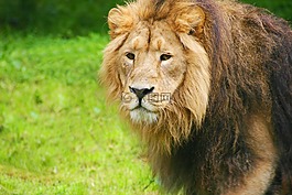 獅子,動物園,chesterzoo