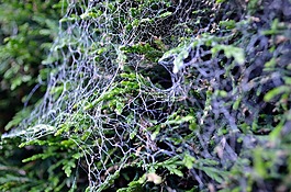 web,蛛網(wǎng),灌木