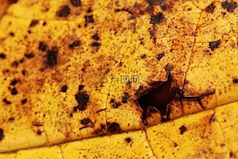 現年,老化,秋