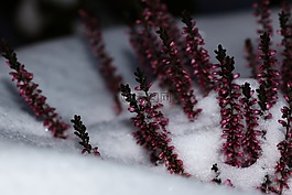 冬天,花,自然