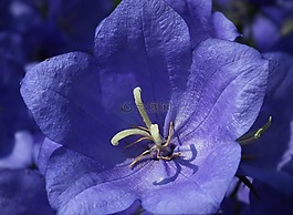 花,rozwar,性質(zhì)