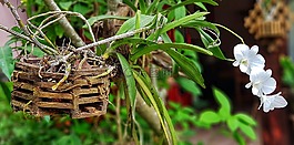 蘭花,植物,白