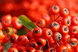 漿果,束,綠色