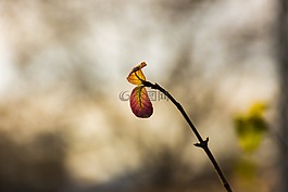 工廠,性質(zhì),片