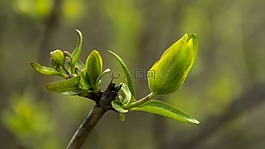 宏,綠色,性質(zhì)