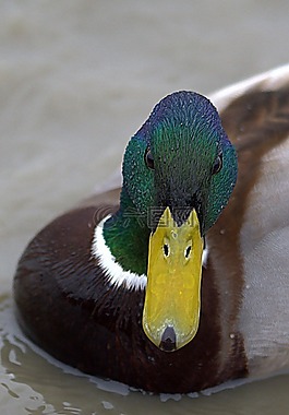 鴨,鳥(niǎo),動(dòng)物