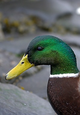 鴨,鳥,動物
