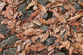 干,性質(zhì),紋理