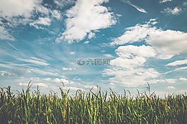 字段,玉米,空氣