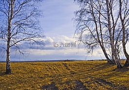 樹,森林,自然