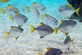 動(dòng)物,水族館,藍(lán)色