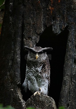 belukketupa,鳥,貓頭鷹