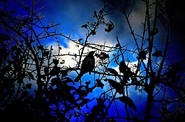 鳥,動物,光