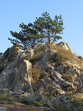 巖,松,海灘