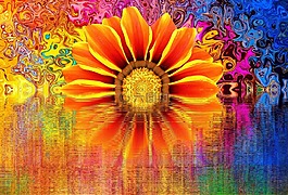 開花,花,性質(zhì)