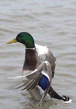 鴨鳥(niǎo),鳥(niǎo),水禽