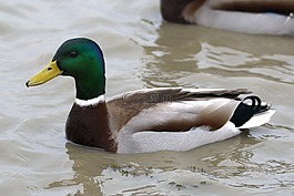 鴨鳥,鳥,水禽