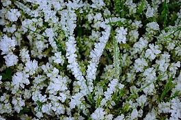 草,冬天,霜