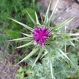薊,花,野花
