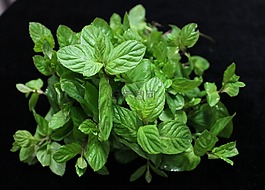 薄荷,草藥,葉子