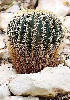 植物,植物学,仙人掌