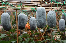 冬瓜,植物,爬藤