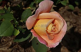 花,玫瑰,玫瑰花瓣