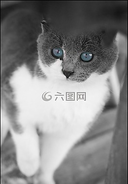 貓,寵物,動(dòng)物