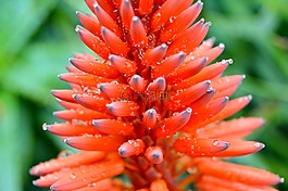 花,紅色的,滴