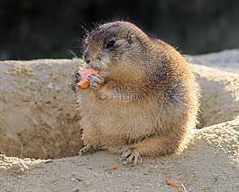 草原土撥鼠,嚙齒動物,地鼠