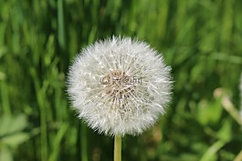 蒲公英,春天,白