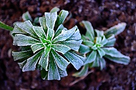 冬天,霜,植物