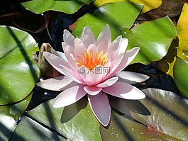 7 月,玛格丽特岛,夏季